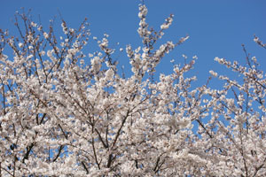実家のそばにある桜の木。