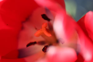 赤いチューリップの花。