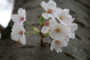 保土ヶ谷の公園で咲いていた桜