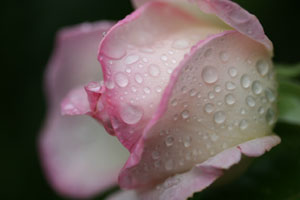 雨が降っていたのでバラの花に雫がのっていました