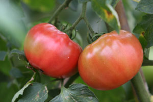 畑のトマト